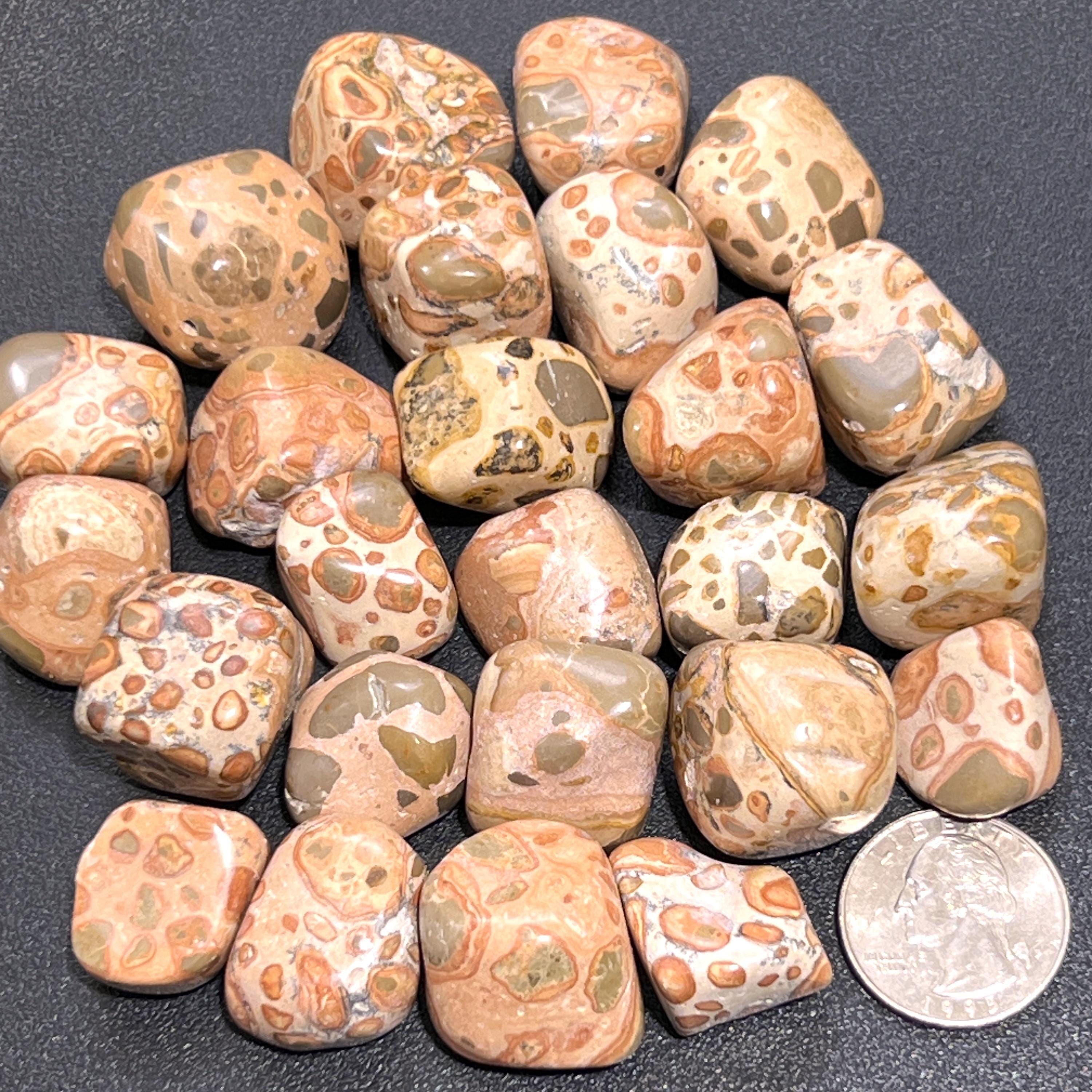 Leopardite (Leopard Jasper) Tumbled Stones (By The Piece or Pound) Wholesale Amazing Crystals