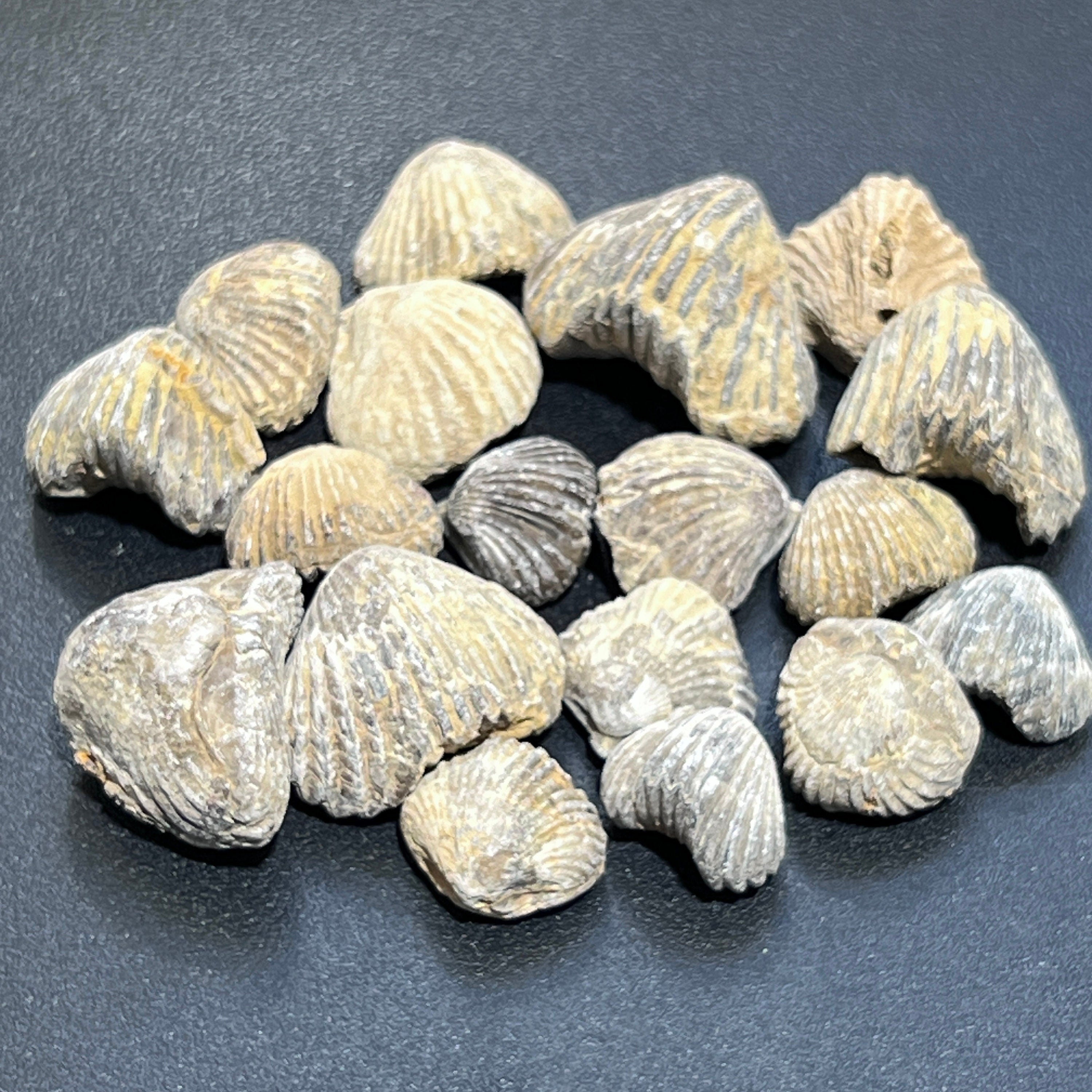 Brachiopod Shell Fossils Collection Bulk Wholesale Lot Fossil Carving From Morocco Amazing Crystals