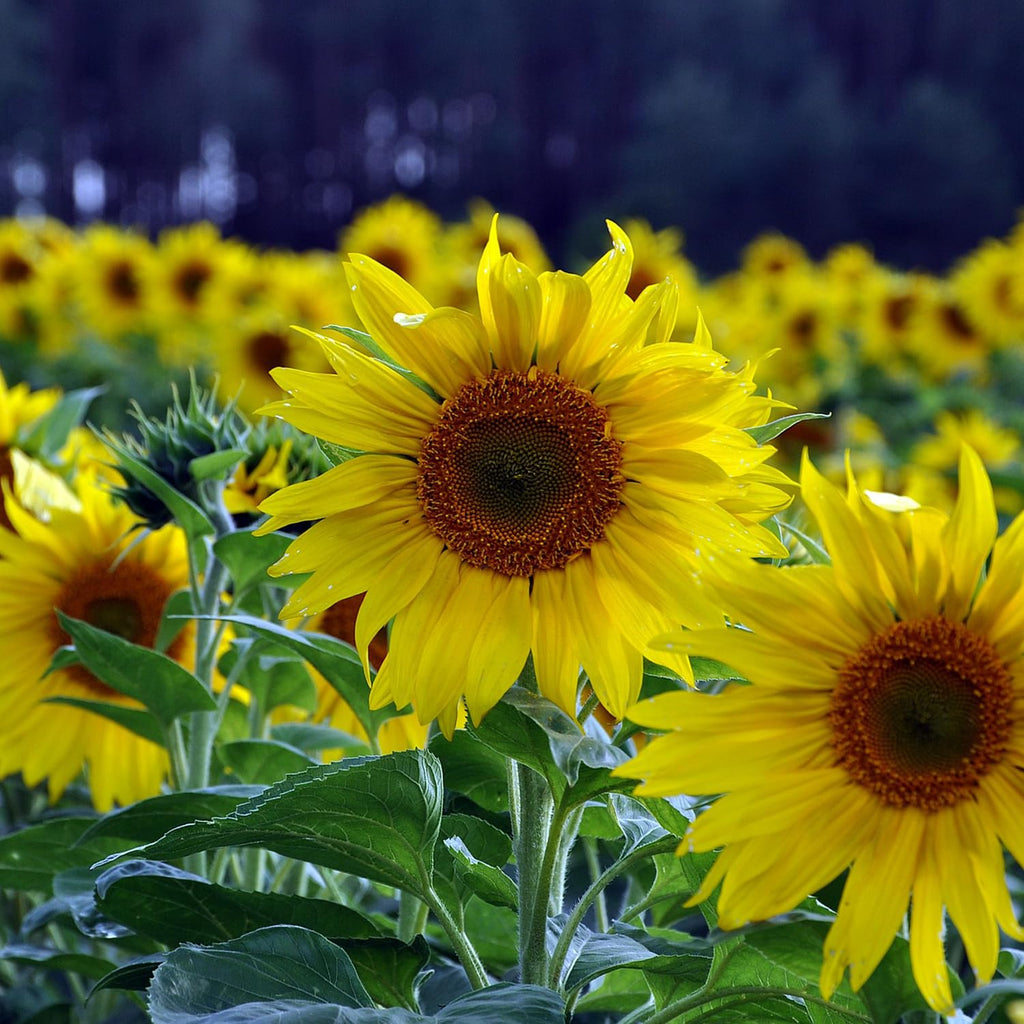 Sunflower Seeds – Tall Growing Variety for Vibrant Garden Blooms organicindiaseeds