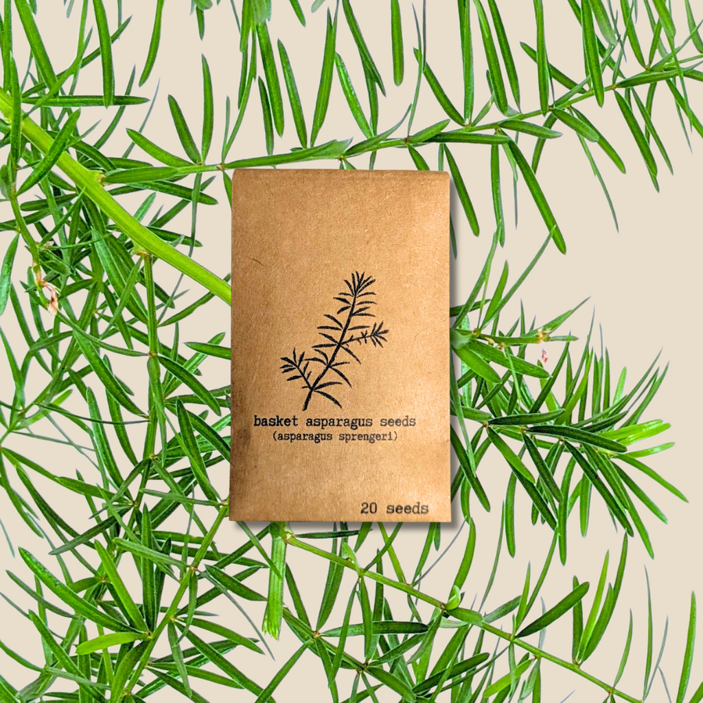 Asparagus Sprengeri 'Basket Asparagus' Seeds Plantflix