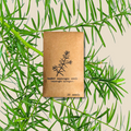 Asparagus Sprengeri 'Basket Asparagus' Seeds Plantflix