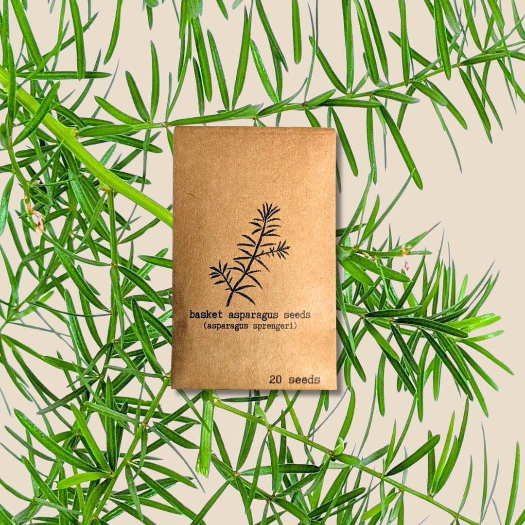 Asparagus Sprengeri 'Basket Asparagus' Seeds Plantflix