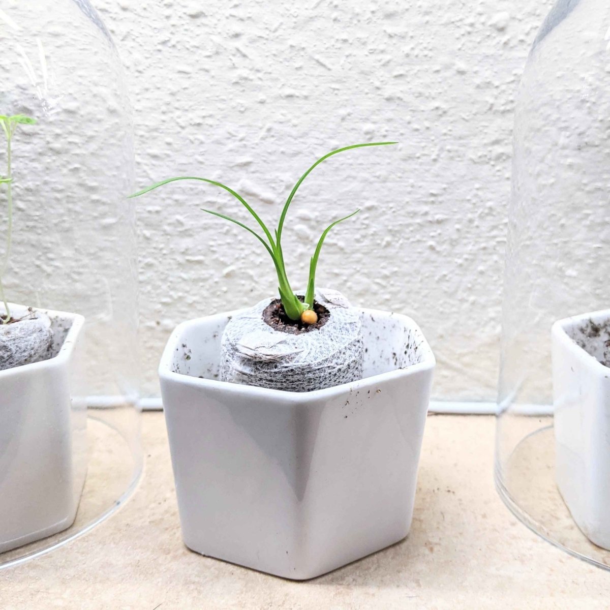 Beaucarnea Recurvata 'Ponytail Palm' Seeds Plantflix