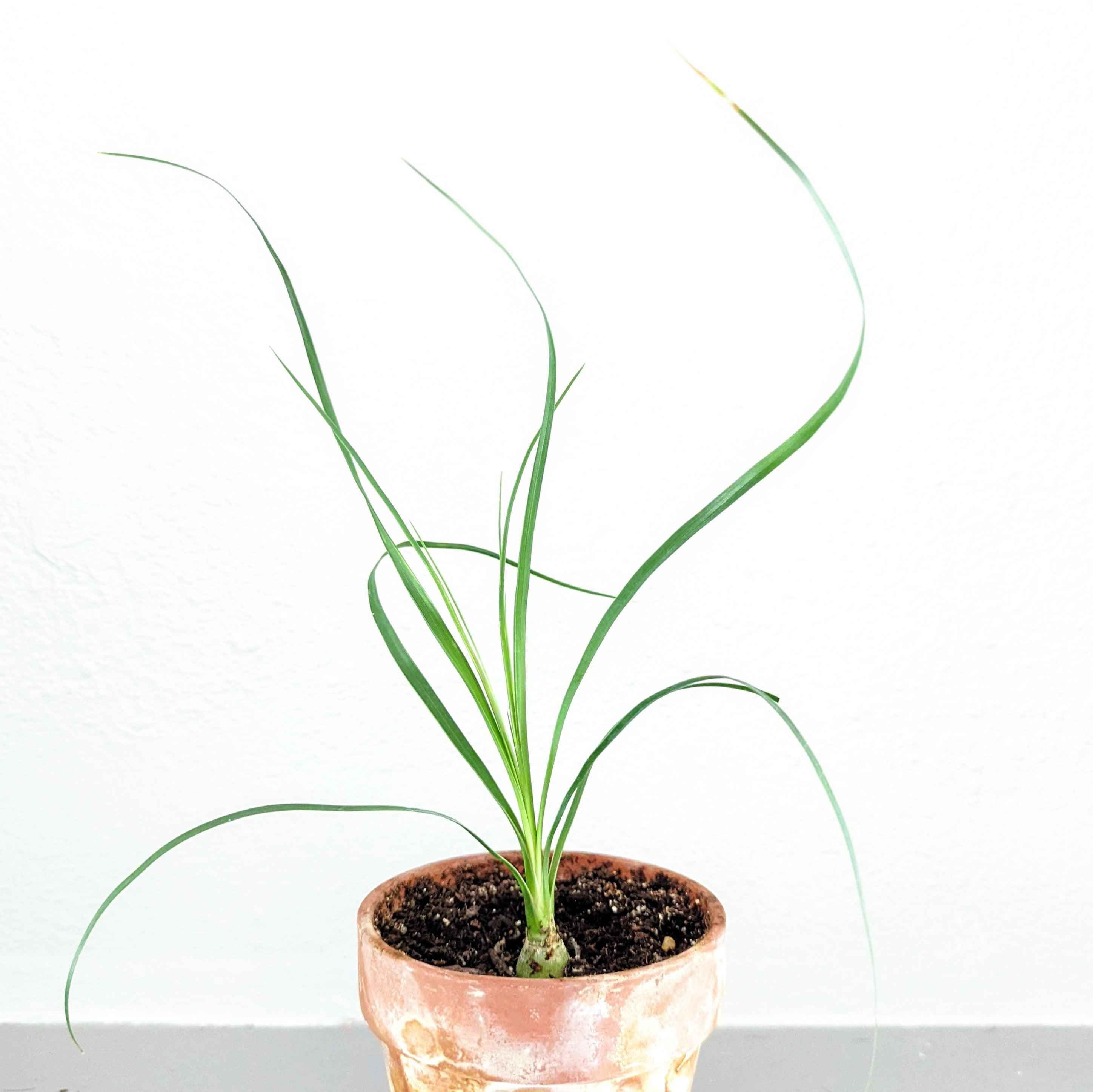 Beaucarnea Recurvata 'Ponytail Palm' Seeds Plantflix