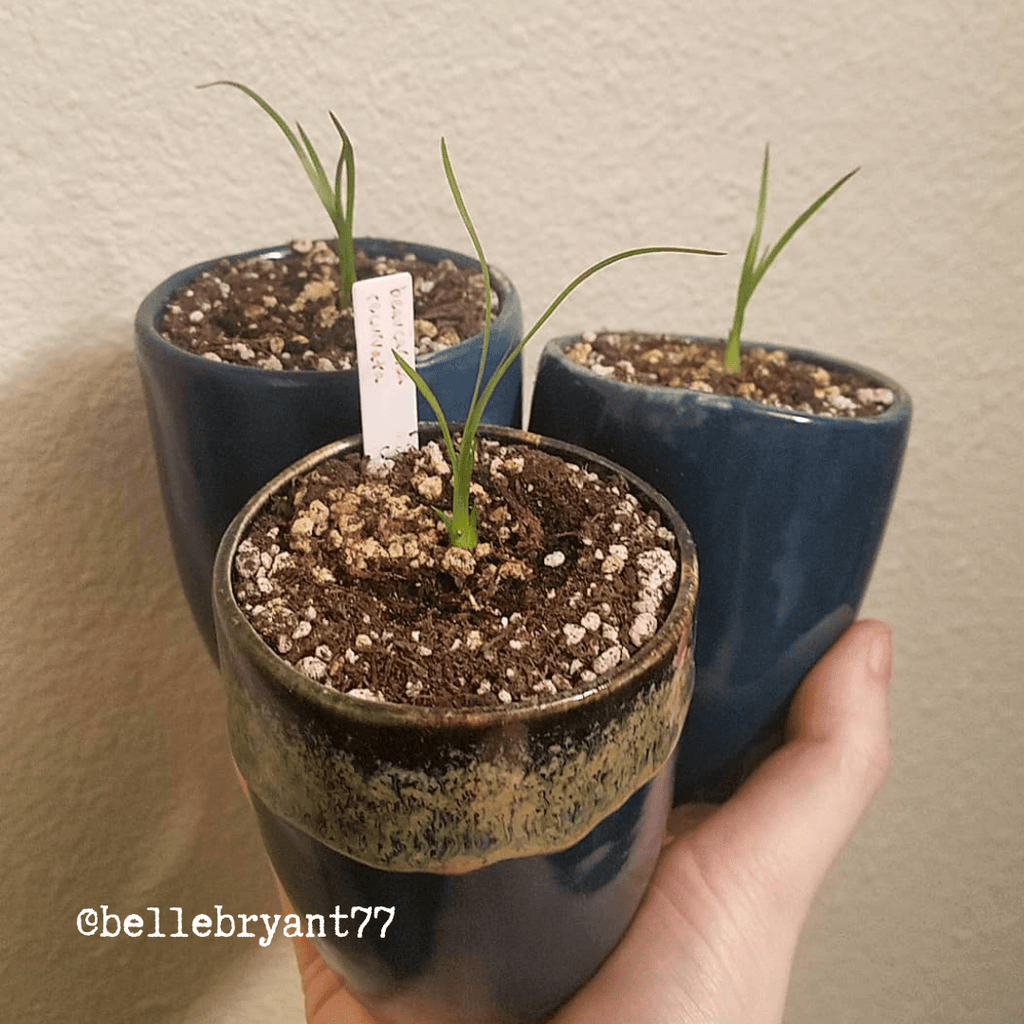 Beaucarnea Recurvata 'Ponytail Palm' Seeds Plantflix