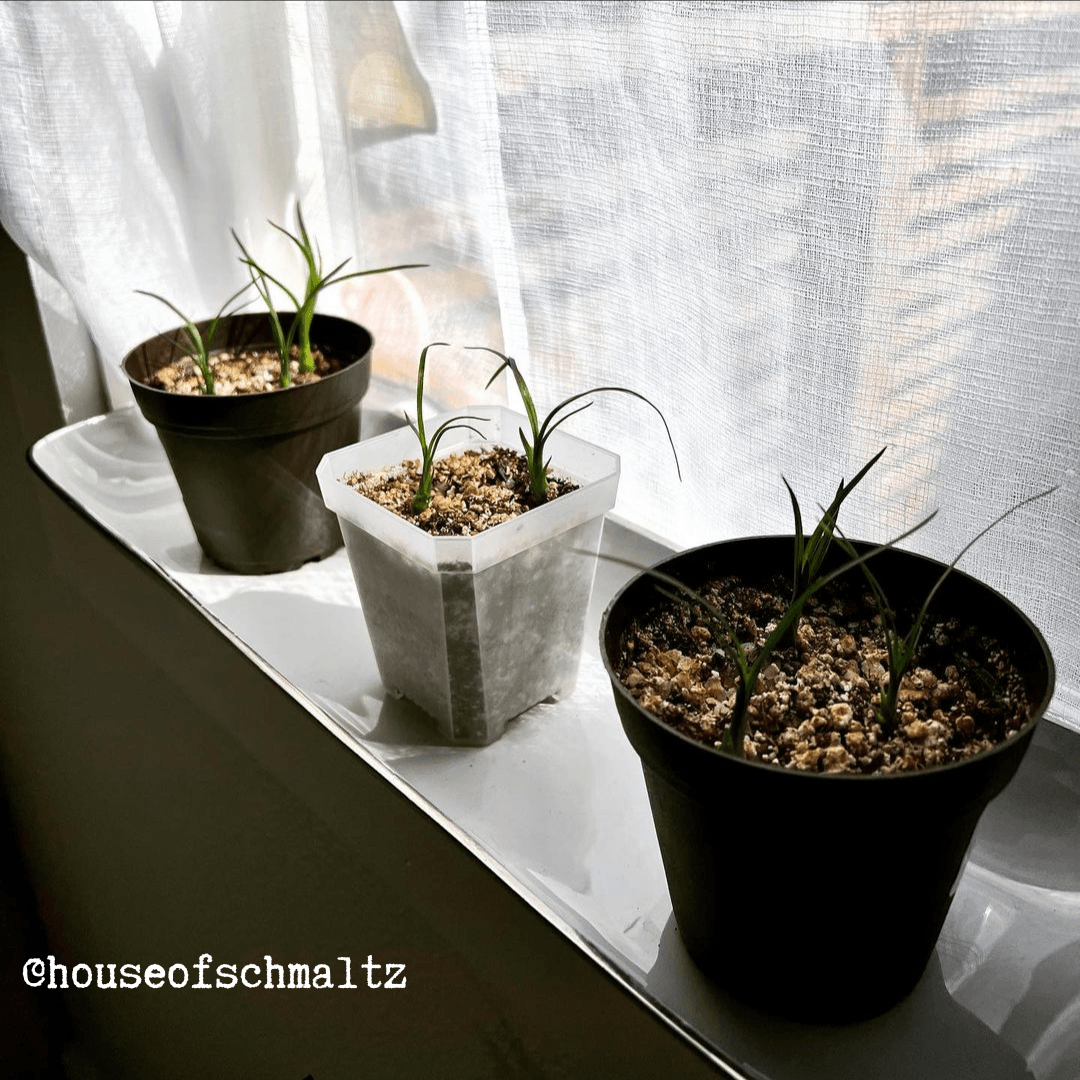 Beaucarnea Recurvata 'Ponytail Palm' Seeds Plantflix