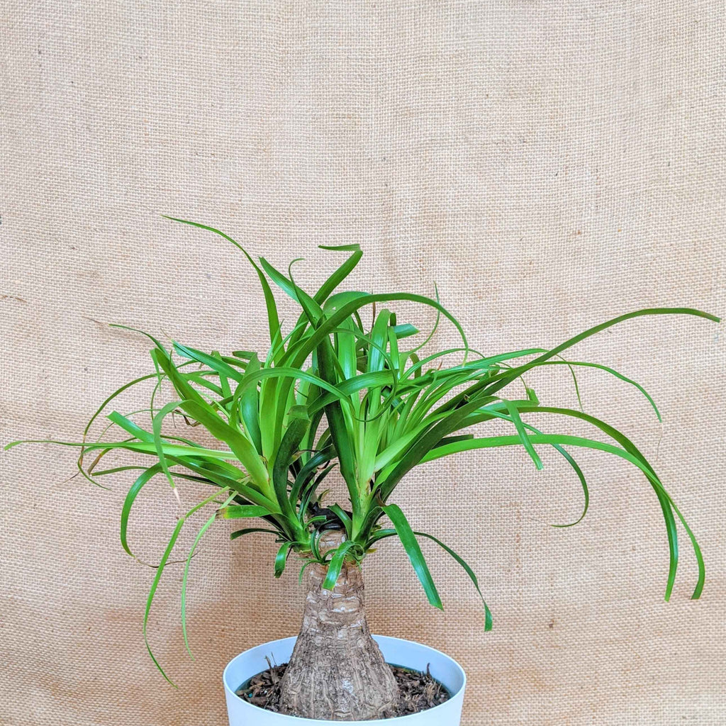 Beaucarnea Recurvata 'Ponytail Palm' Seeds Plantflix