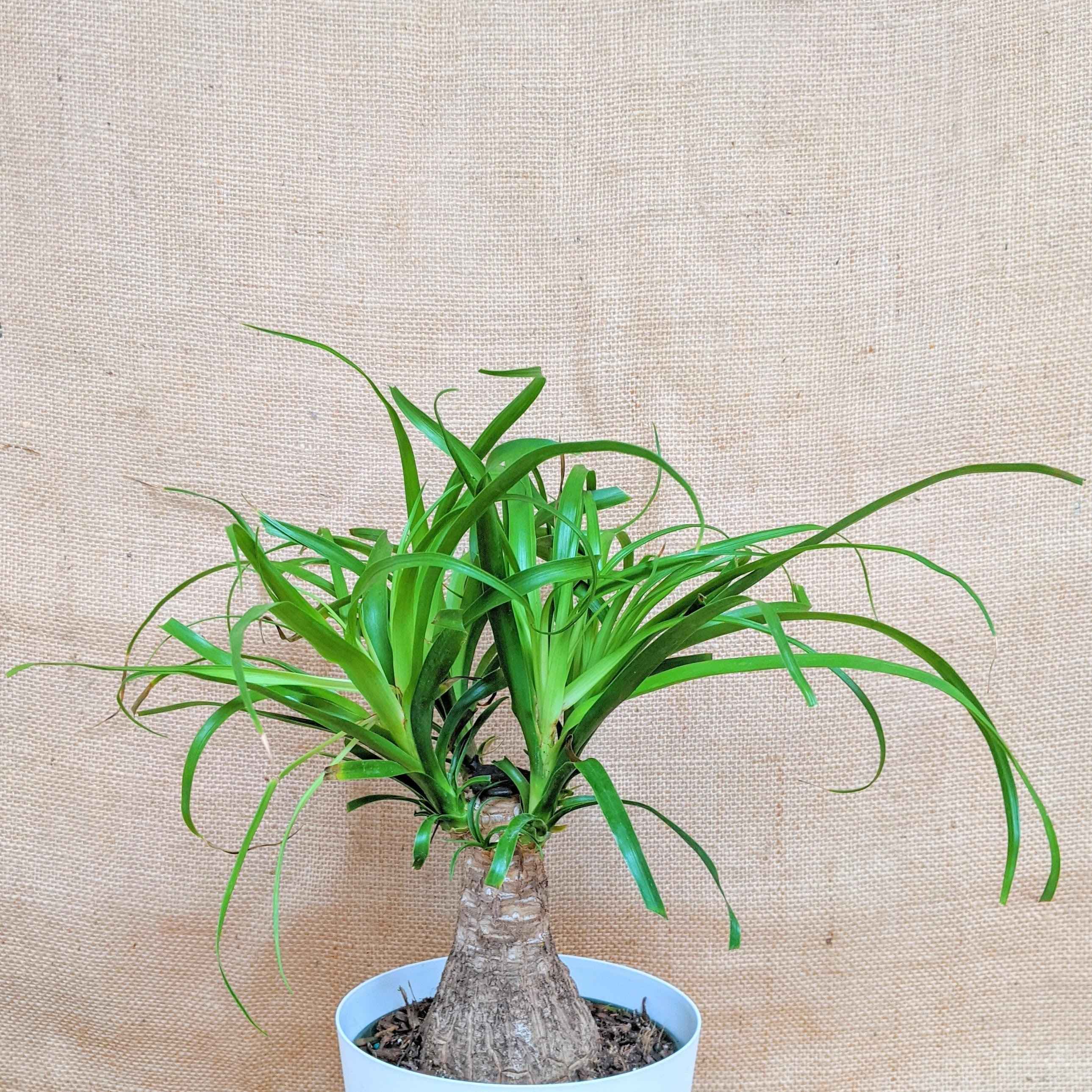 Beaucarnea Recurvata 'Ponytail Palm' Seeds Plantflix