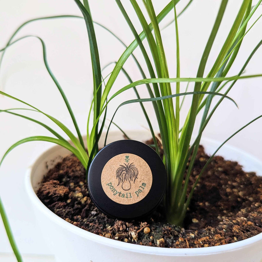 Beaucarnea Recurvata 'Ponytail Palm' Seeds Plantflix