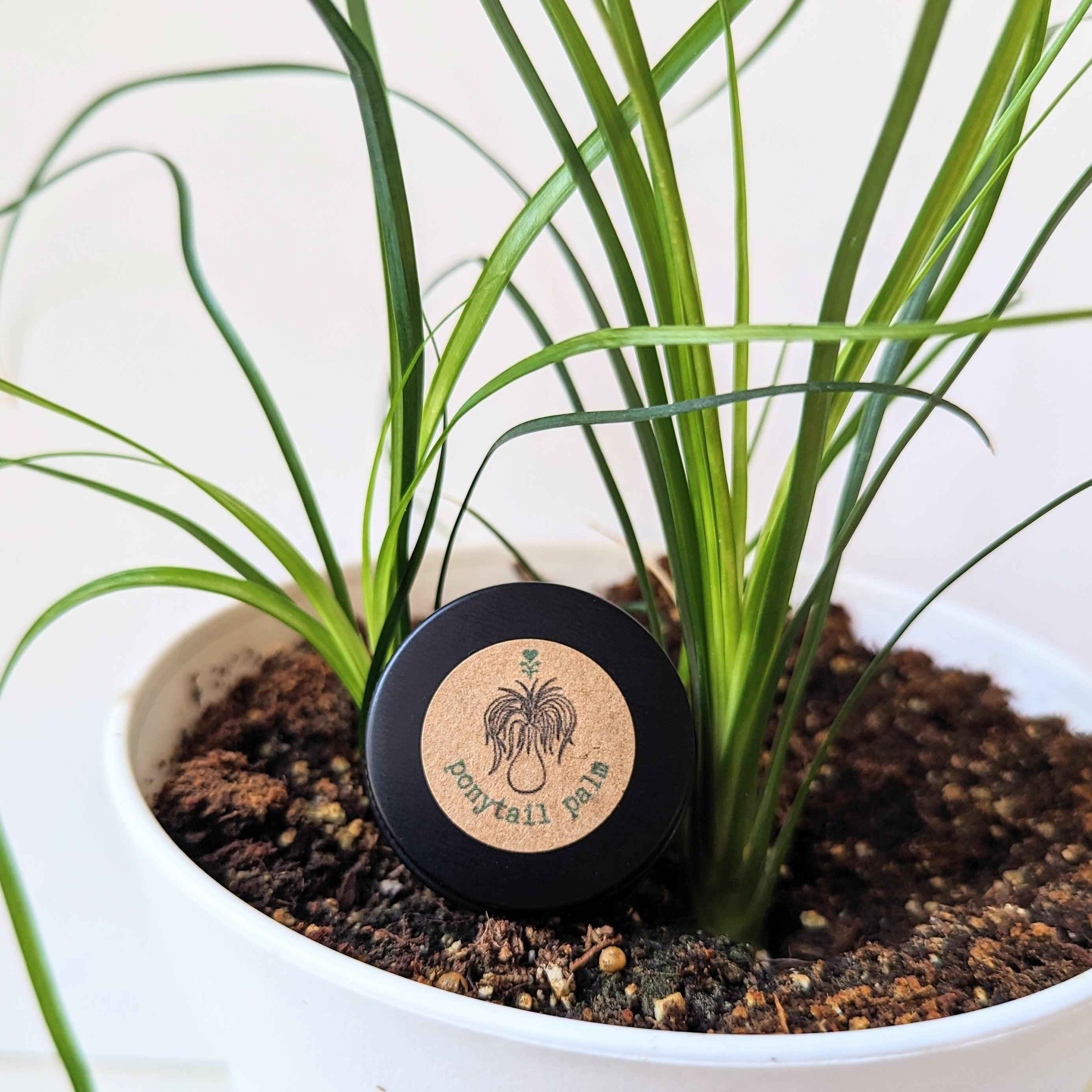 Beaucarnea Recurvata 'Ponytail Palm' Seeds Plantflix