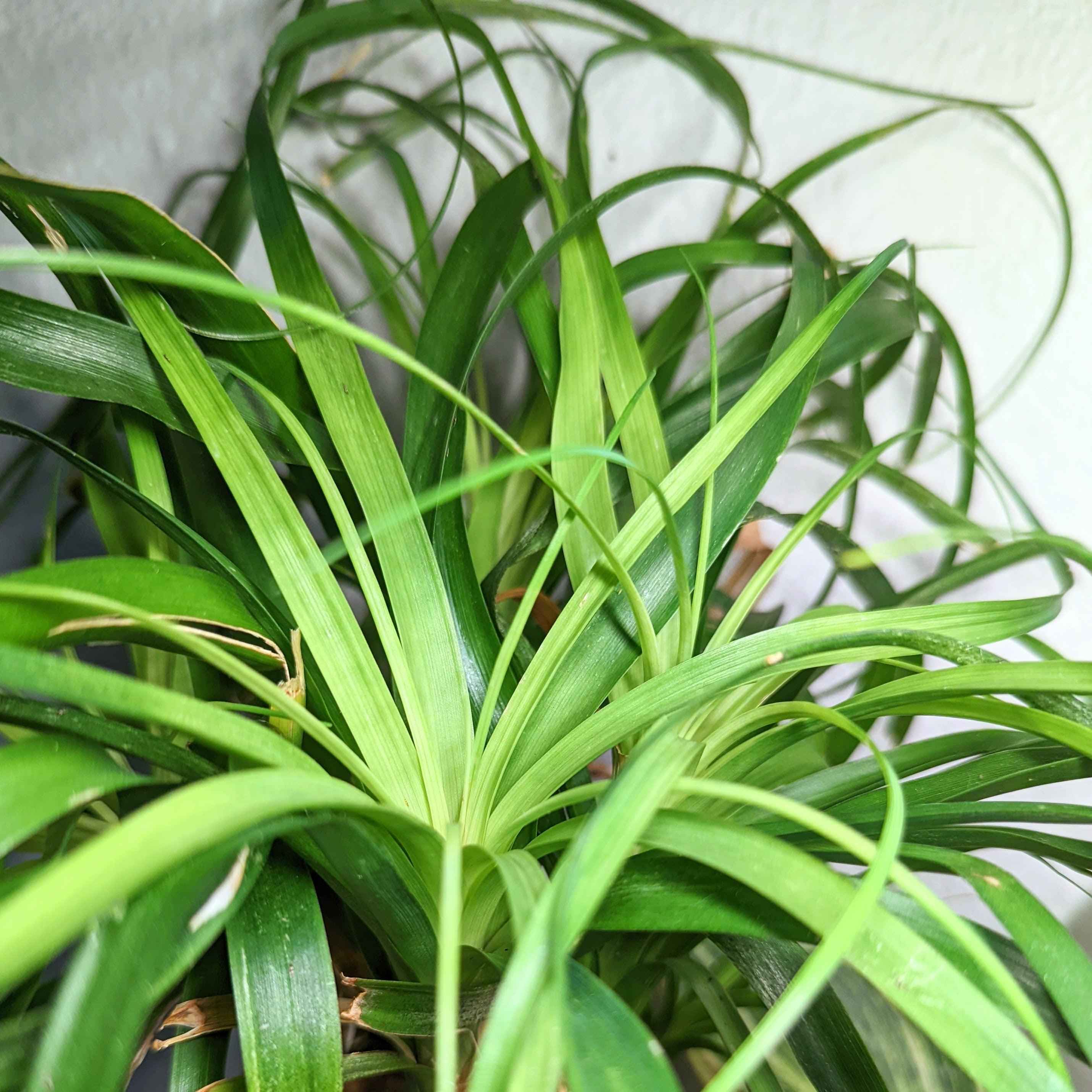 Beaucarnea Recurvata 'Ponytail Palm' Seeds Plantflix