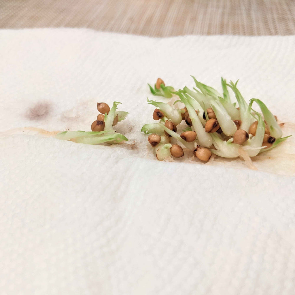 Beaucarnea Recurvata 'Ponytail Palm' Seeds Plantflix