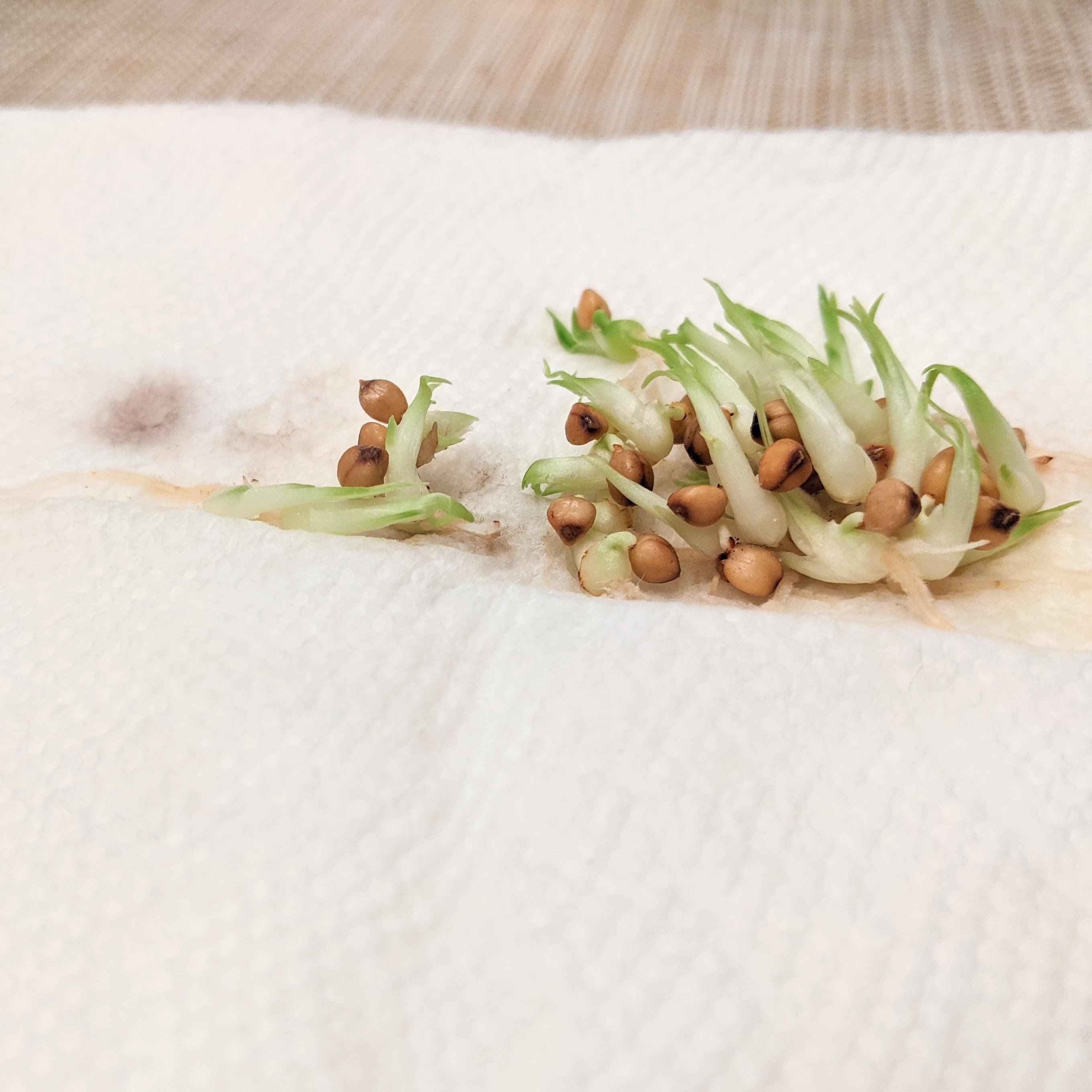 Beaucarnea Recurvata 'Ponytail Palm' Seeds Plantflix