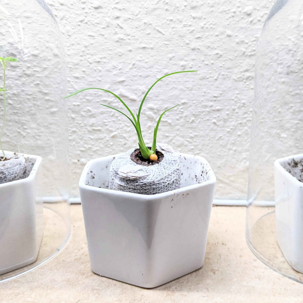 Beaucarnea Recurvata 'Ponytail Palm' Seeds Plantflix