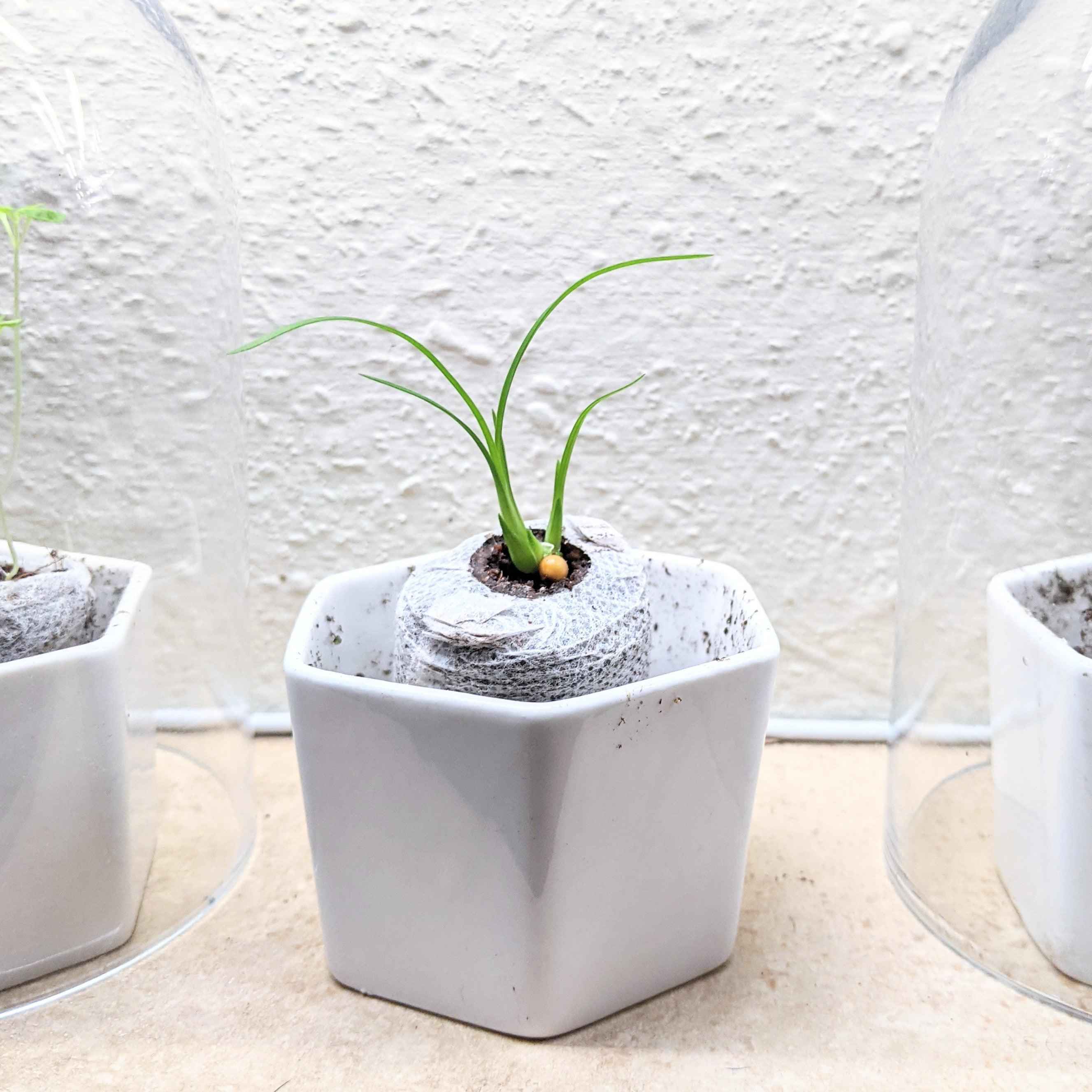 Beaucarnea Recurvata 'Ponytail Palm' Seeds Plantflix