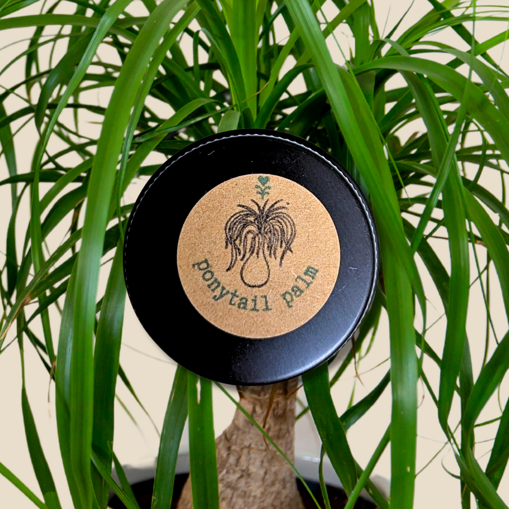 Beaucarnea Recurvata 'Ponytail Palm' Seeds Plantflix