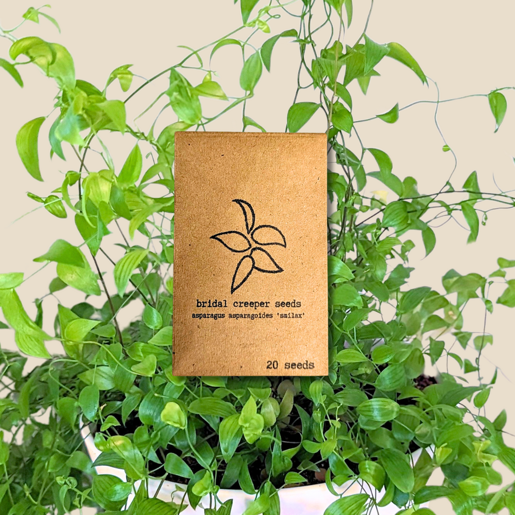 Asparagus Asparagoides Smilax 'Bridal Creeper' Seeds Plantflix