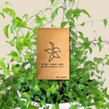 Asparagus Asparagoides Smilax 'Bridal Creeper' Seeds Plantflix