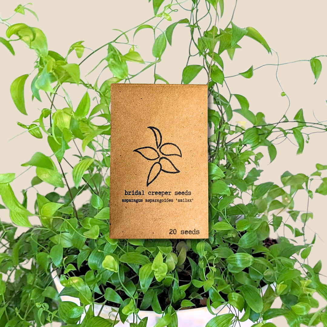 Asparagus Asparagoides Smilax 'Bridal Creeper' Seeds Plantflix