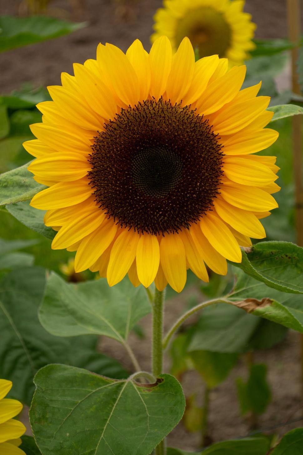 Bright Yellow Sunflower Seeds – Classic Golden Blooms for Gardens & Pollinators organicindiaseeds