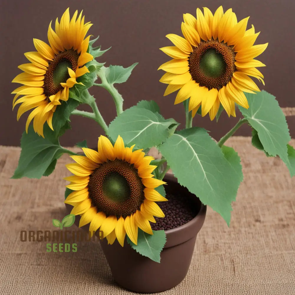 Brown Sunflower Seeds for Planting, Blooming Beauty organicindiaseeds