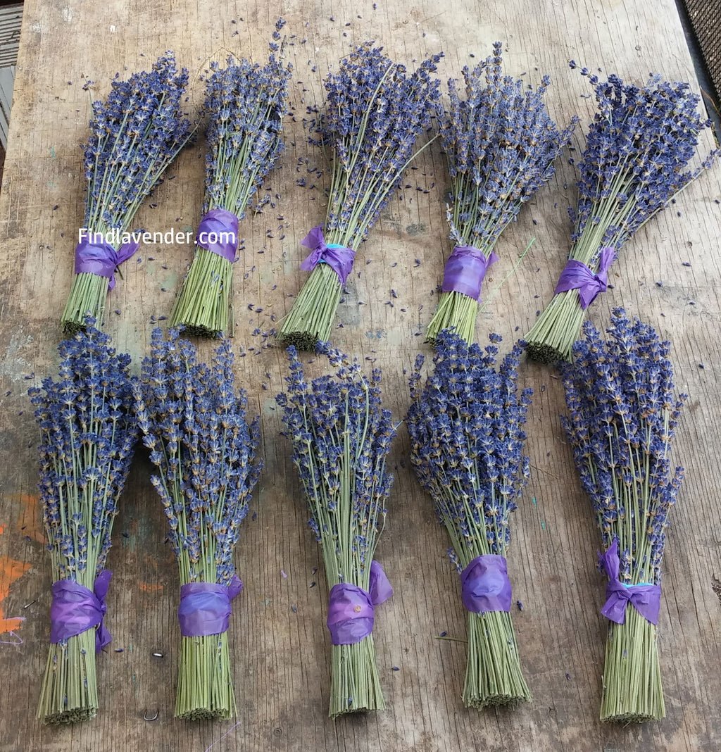 Dried Lavender Bundles 8-10 inch Small Pack of 10 Home Decor Findlavender.com
