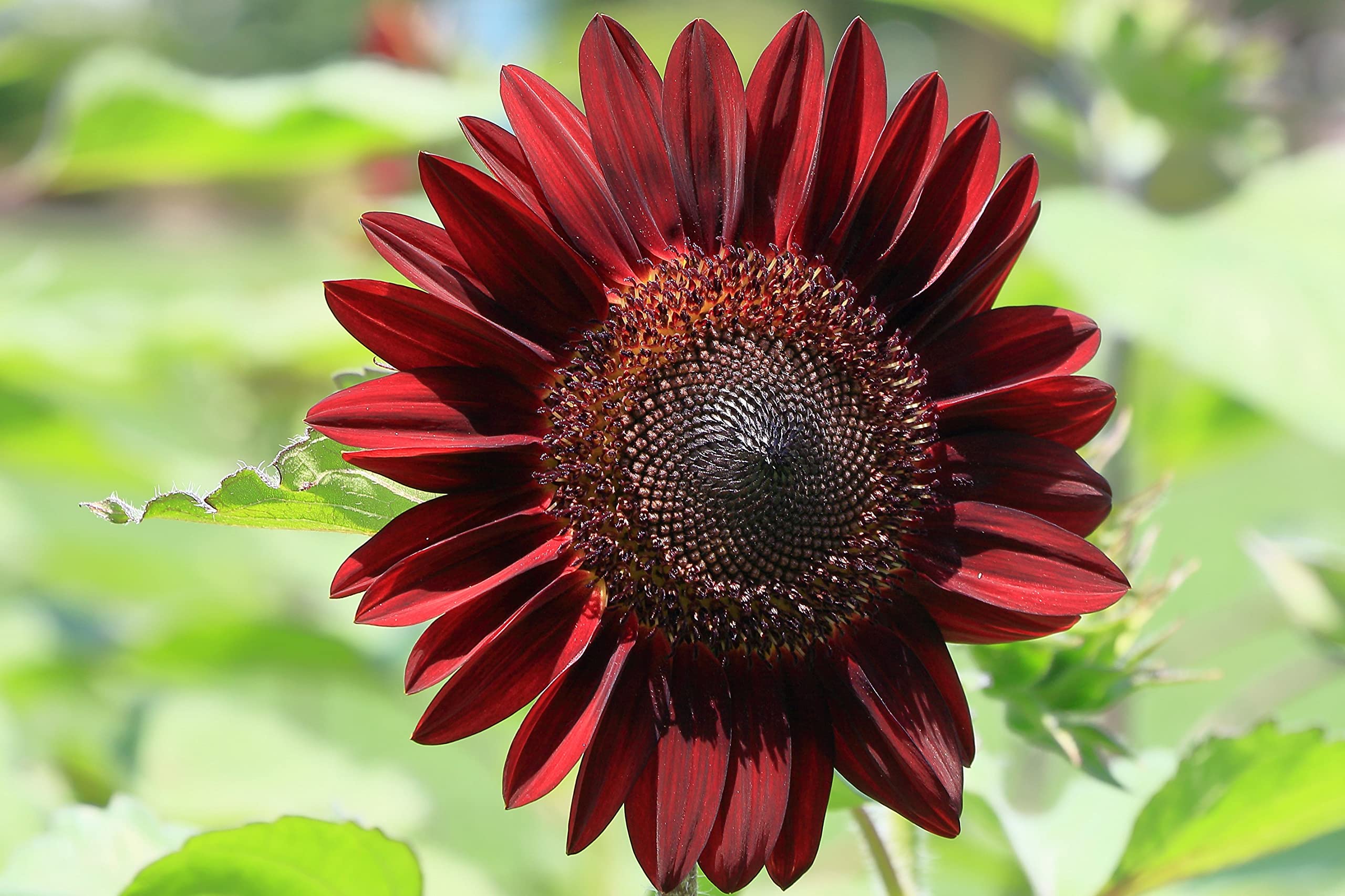 Chocolate Cherry Sunflower Seeds – Rich Burgundy Blooms for Gardens & Bouquets organicindiaseeds