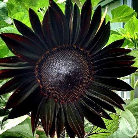 Fresh Deep Black Sunflower Seeds for Garden Planting organicindiaseeds