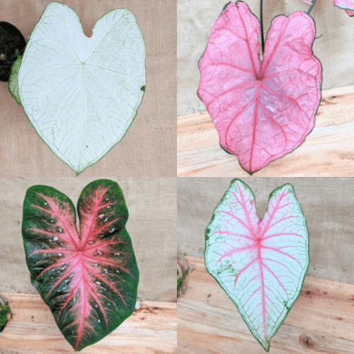 Caladium Mix Bulbs Plantflix