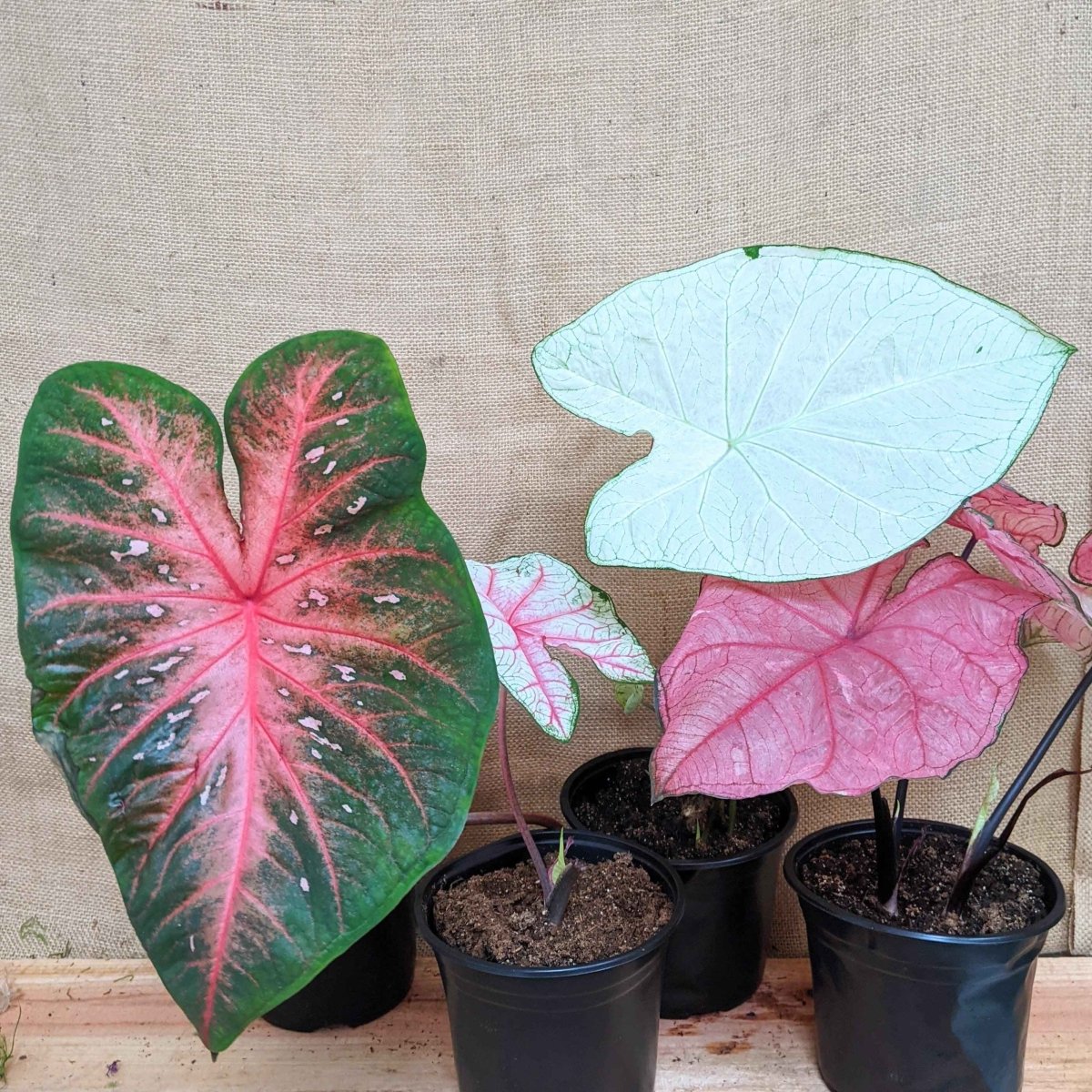 Caladium Mix Bulbs Plantflix