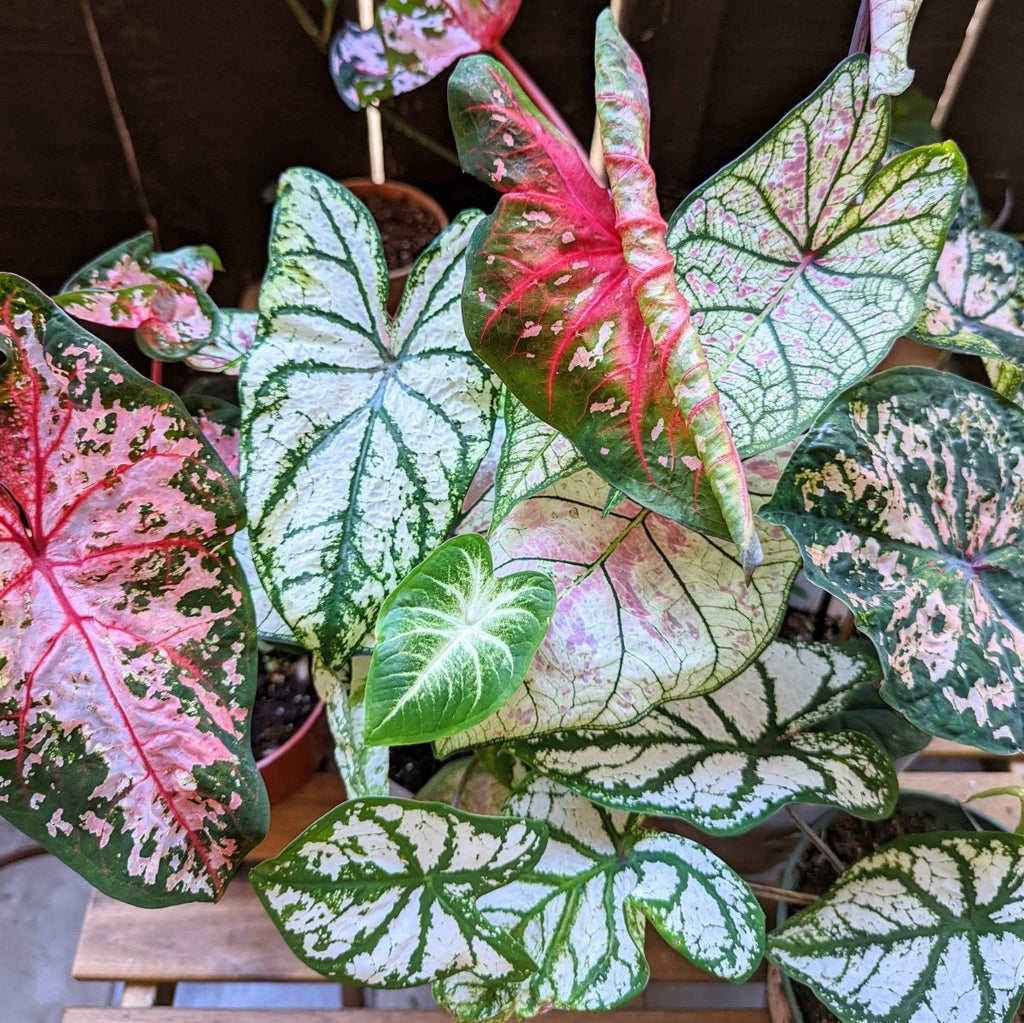 Caladium Mix Bulbs Plantflix