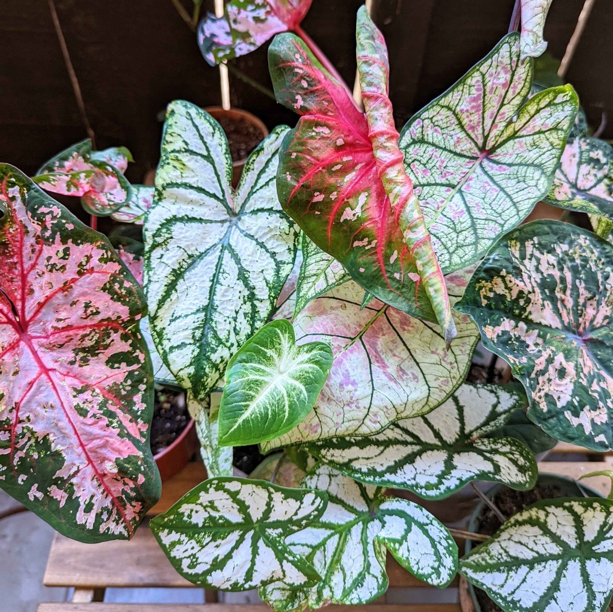 Caladium Mix Bulbs Plantflix