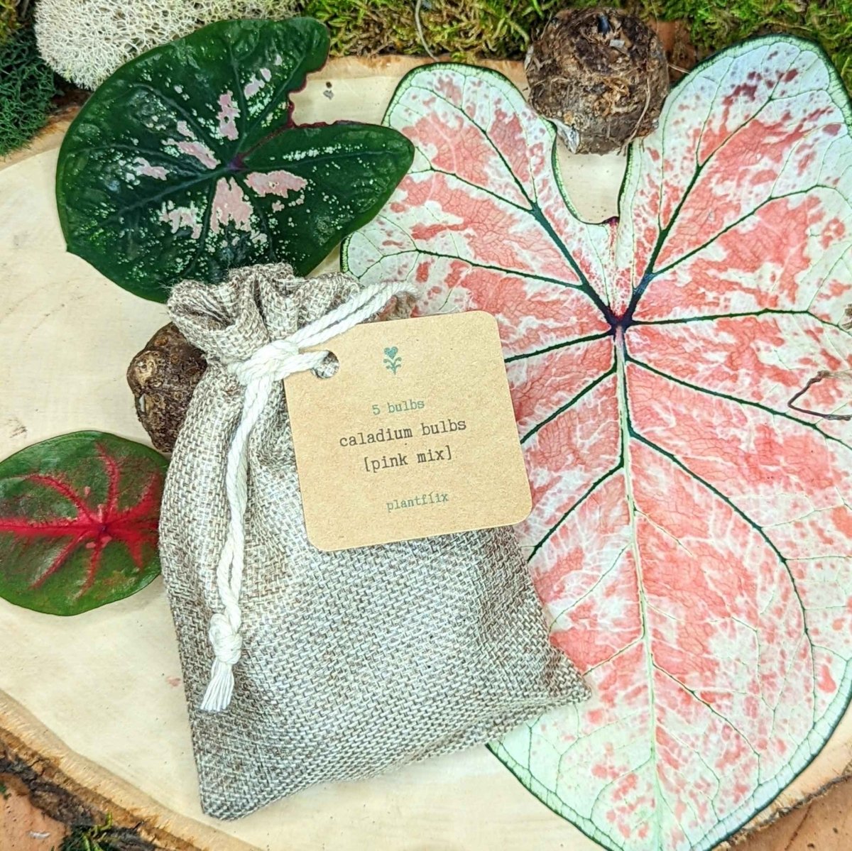 Caladium Mix Bulbs Plantflix