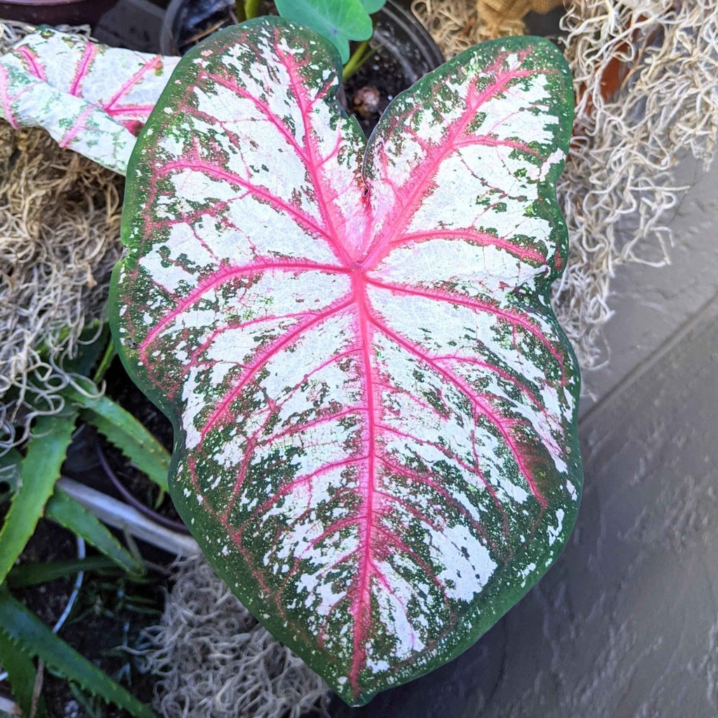 Caladium Mix Bulbs Plantflix
