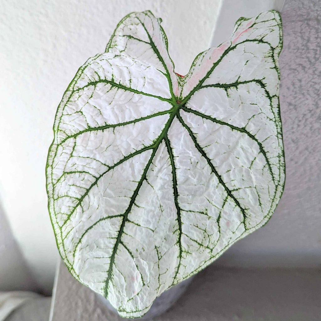 Caladium Mix Bulbs Plantflix