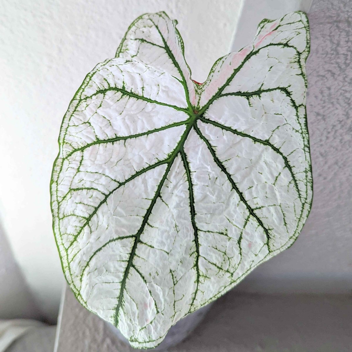Caladium Mix Bulbs Plantflix