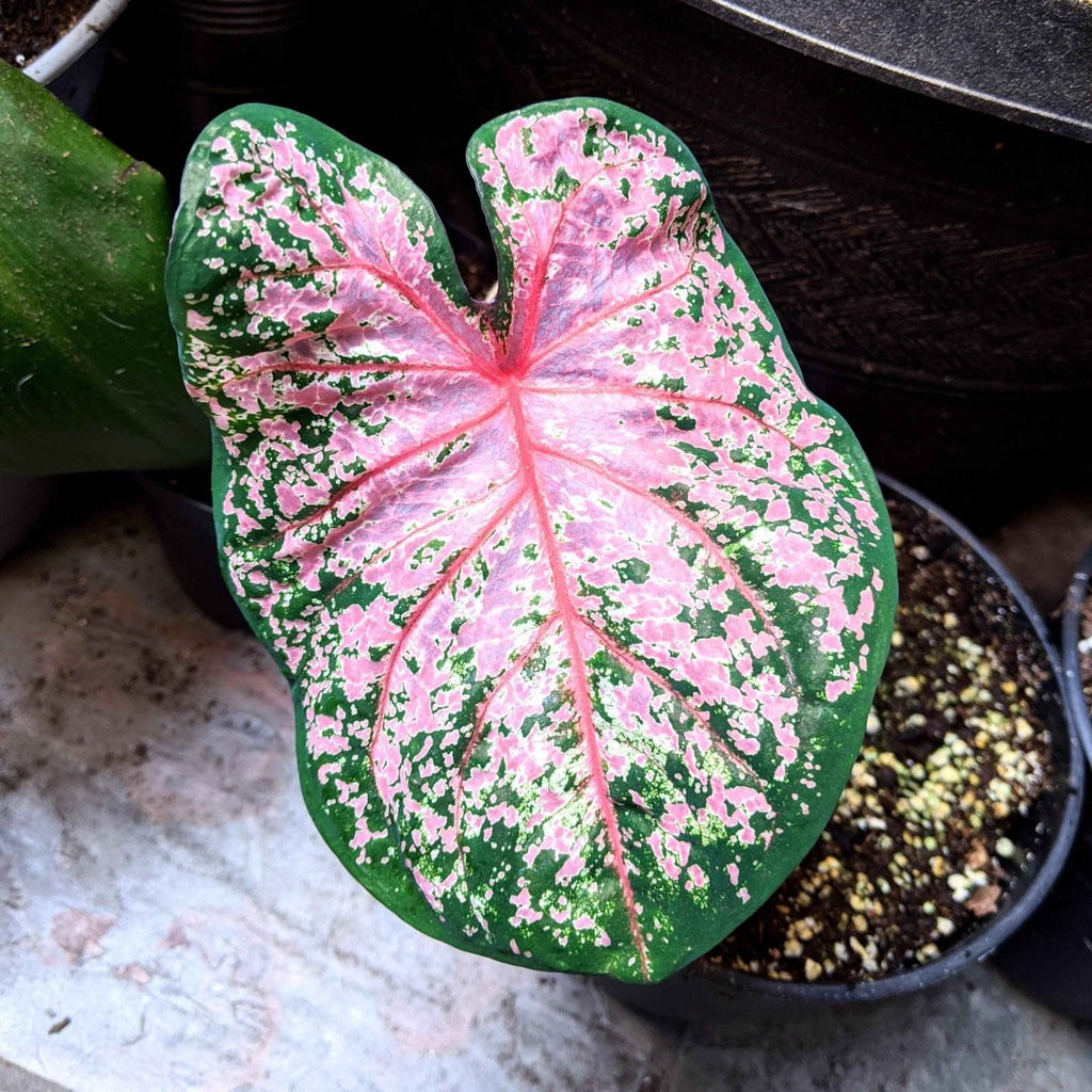 Caladium Mix Bulbs Plantflix