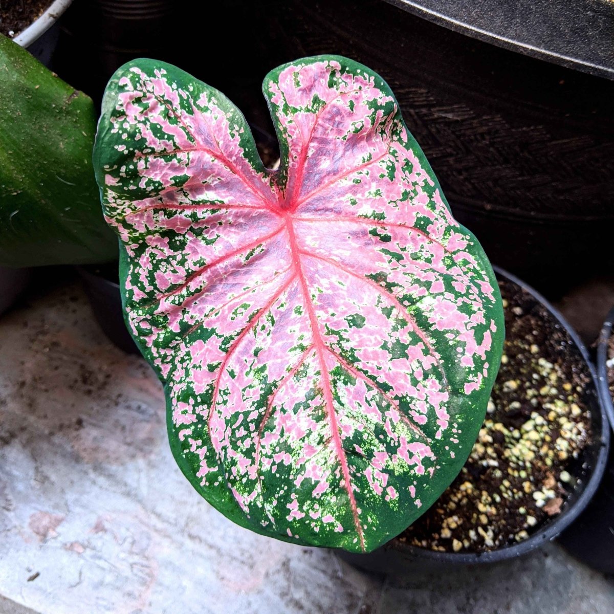 Caladium Mix Bulbs Plantflix