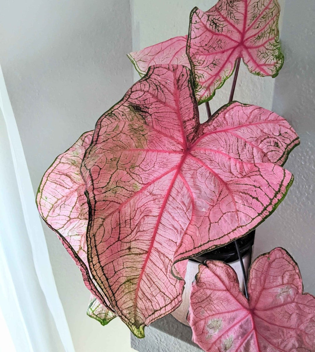 Caladium Mix Bulbs Plantflix