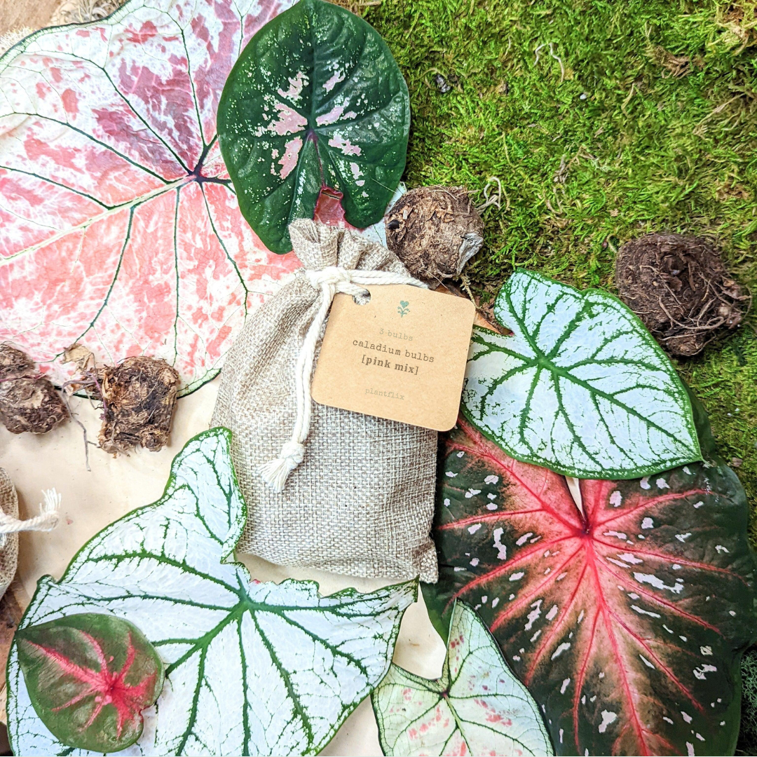 Caladium Mix Bulbs Plantflix