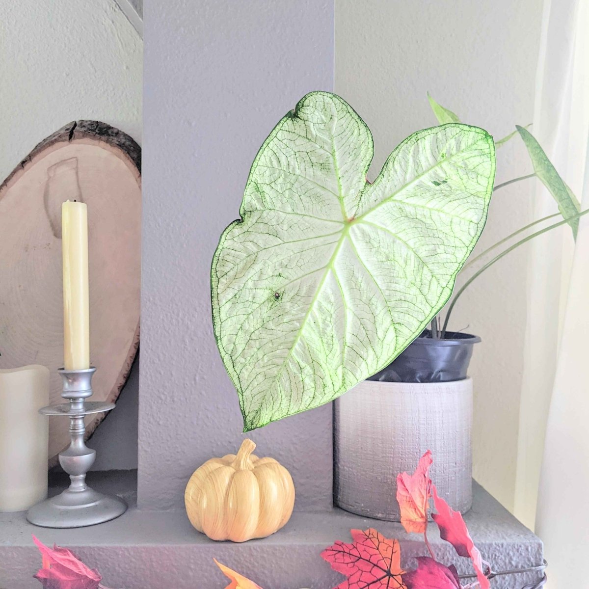 Caladium Mix Bulbs Plantflix