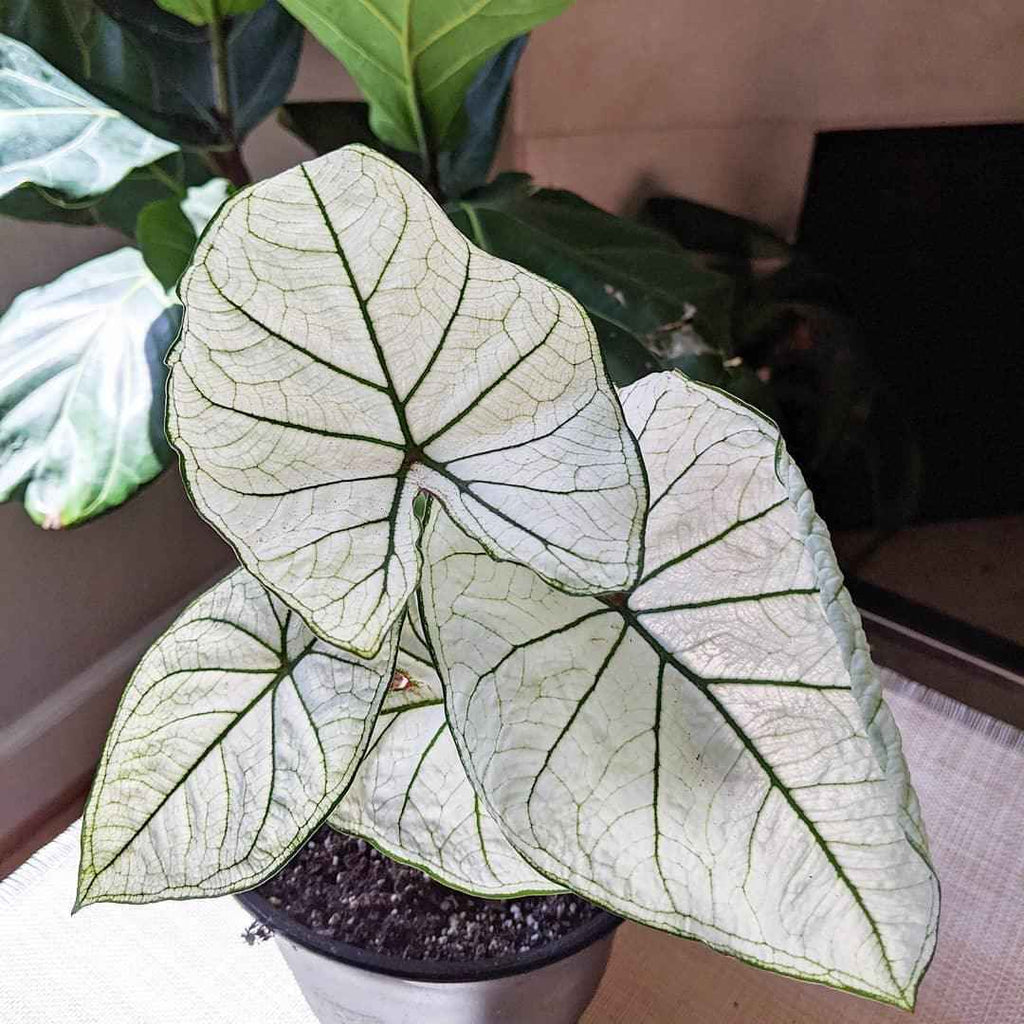 Caladium Mix Bulbs Plantflix