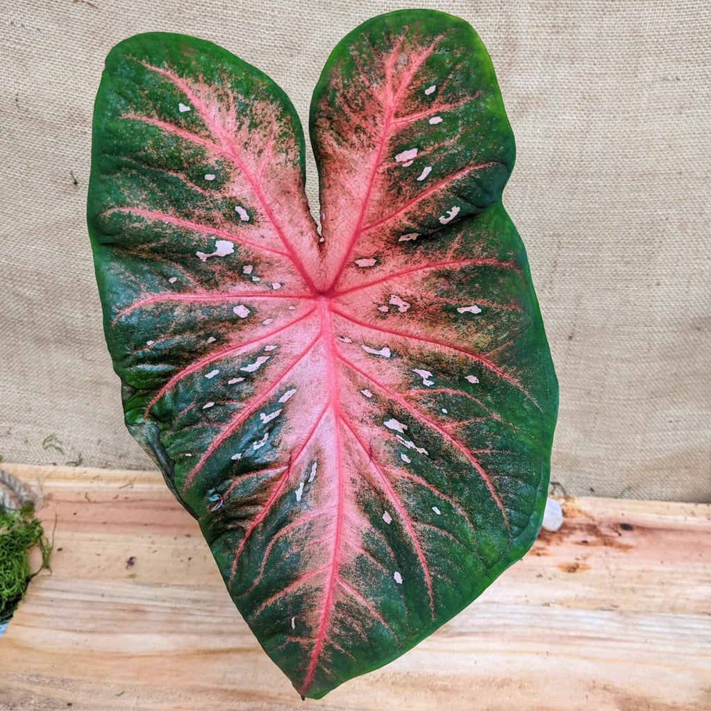 Caladium Mix Bulbs Plantflix