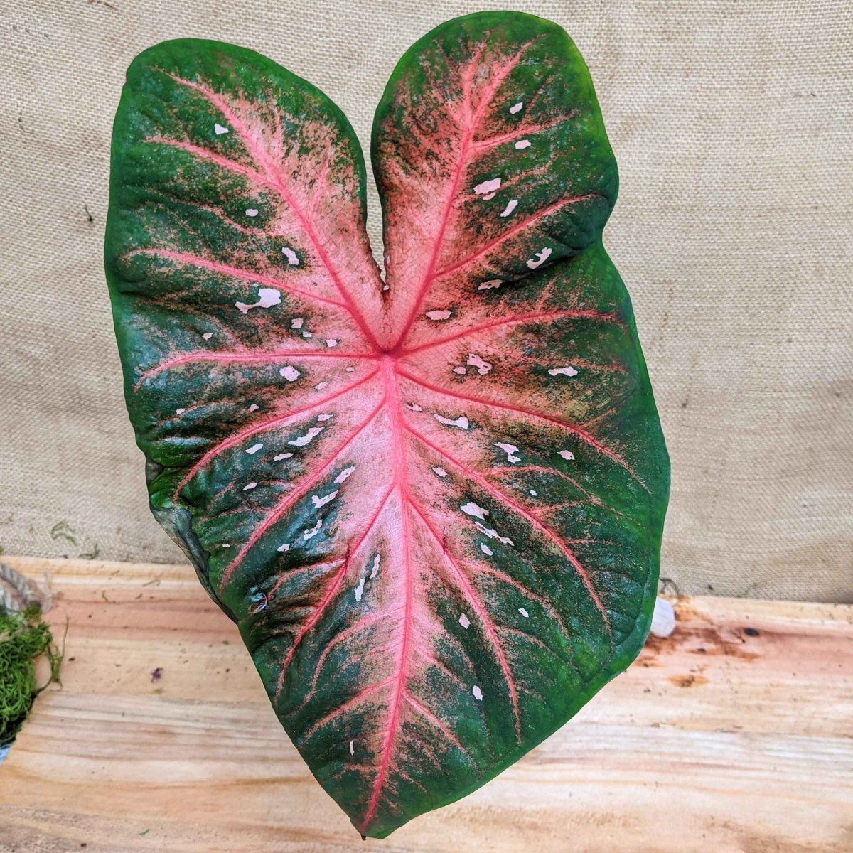 Caladium Mix Bulbs Plantflix