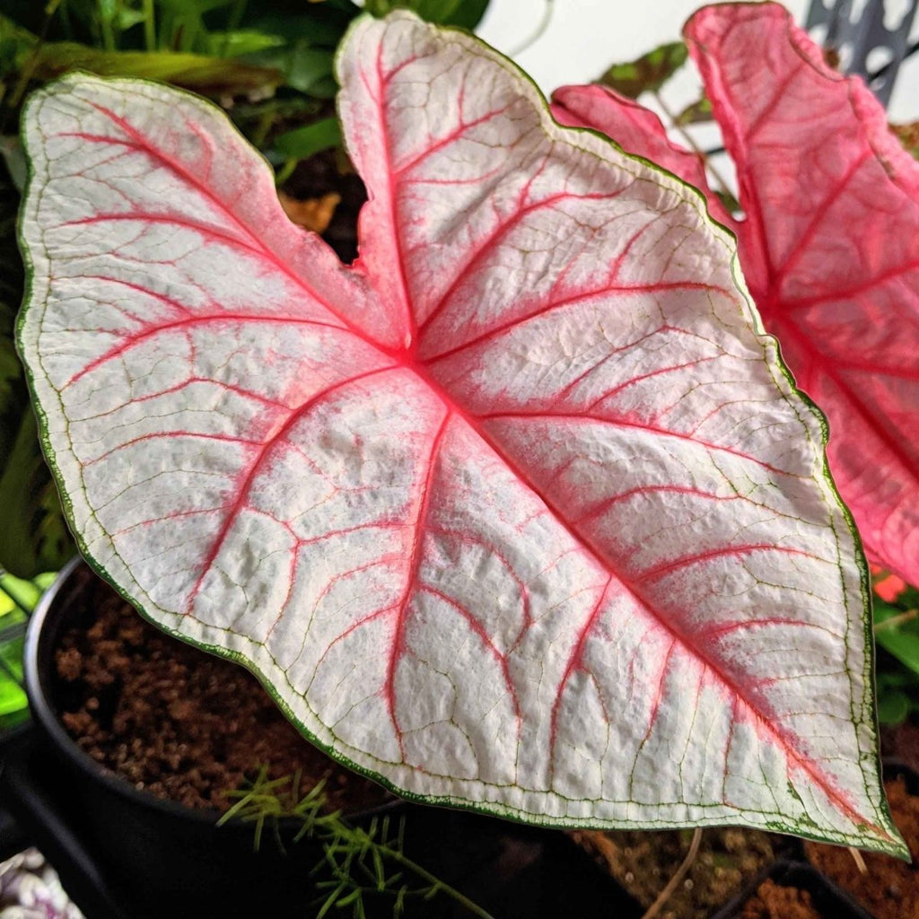 Caladium Mix Bulbs Plantflix