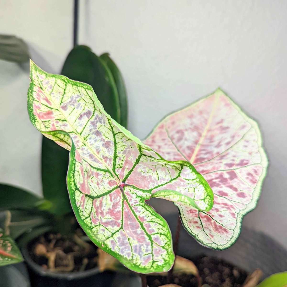 Caladium Mix Bulbs Plantflix
