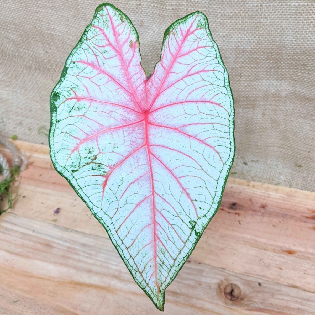 Caladium Mix Bulbs Plantflix