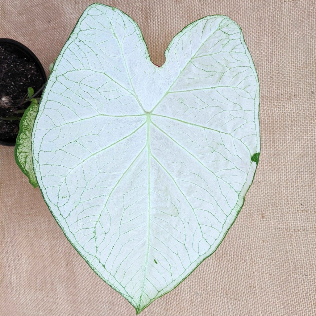 Caladium Mix Bulbs Plantflix