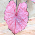 Caladium Mix Bulbs Plantflix