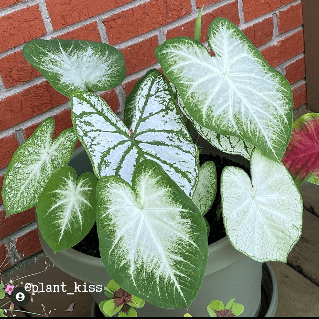 Caladium Mix Bulbs Plantflix